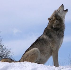 Snow wolf